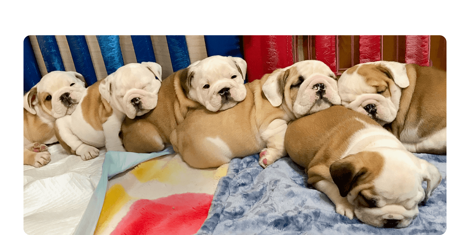 笑顔がふえる、毎日がはじまる。bulu138 ブルドッグ・フレンチブルドッグ専門犬舎