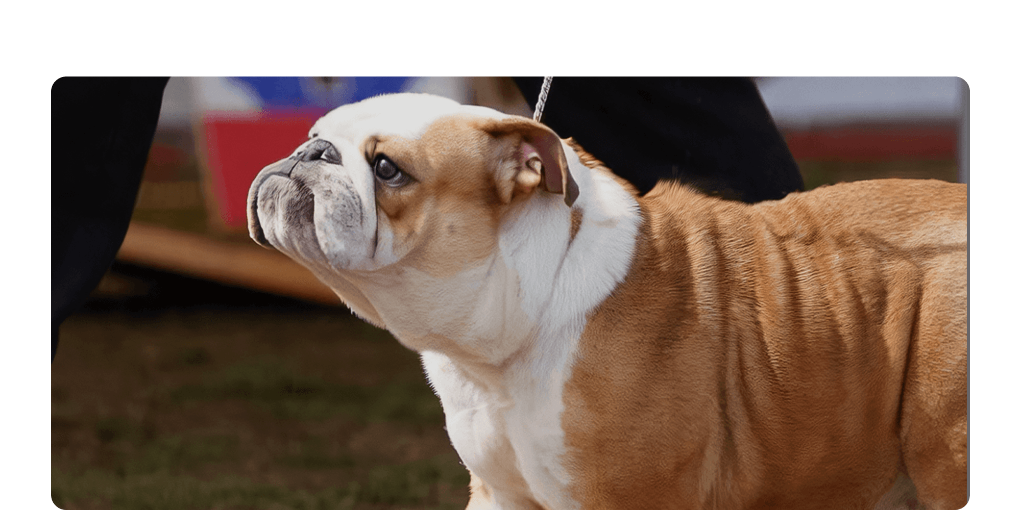笑顔がふえる、毎日がはじまる。bulu138 ブルドッグ・フレンチブルドッグ専門犬舎