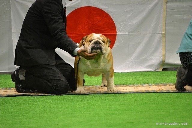 imgi_15_dog_img_1_5946428217e8